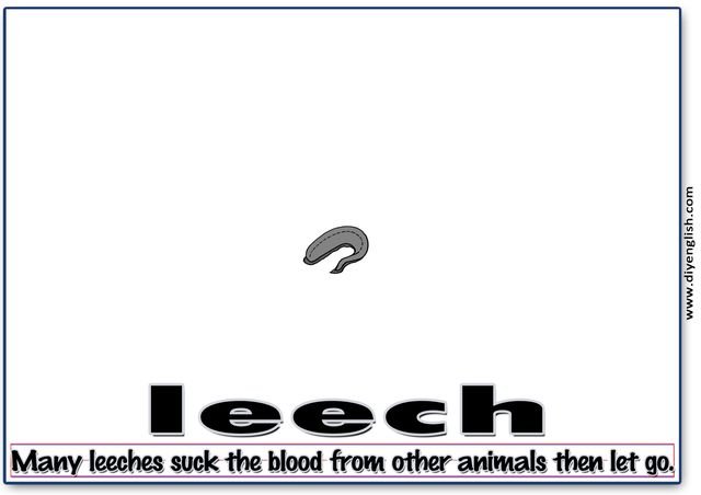 leech – Word & fun-fact sentence flashcard