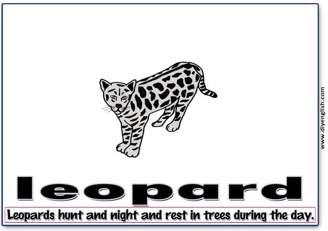 leopard – Word & fun-fact sentence flashcard