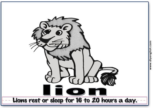lion – Word & fun-fact sentence flashcard