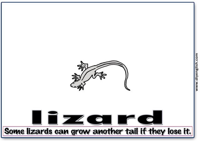 lizard – Word & fun-fact sentence flashcard