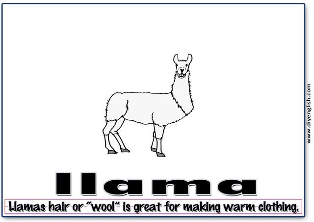 llama – Word & fun-fact sentence flashcard