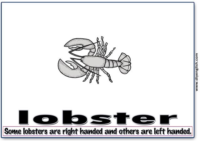 lobster – Word & fun-fact sentence flashcard