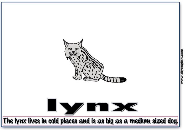 lynx – Word & fun-fact sentence flashcard