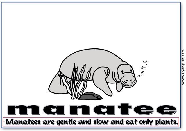manatee – Word & fun-fact sentence flashcard