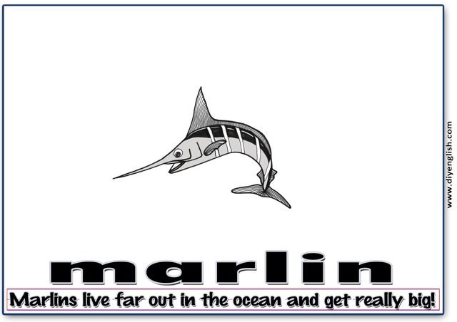 marlin – Word & fun-fact sentence flashcard