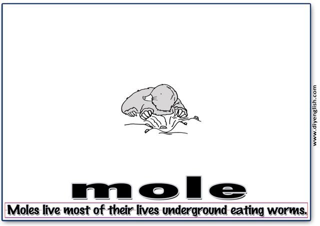 mole – Word & fun-fact sentence flashcard