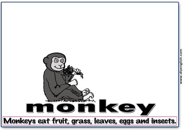 monkey – Word & fun-fact sentence flashcard
