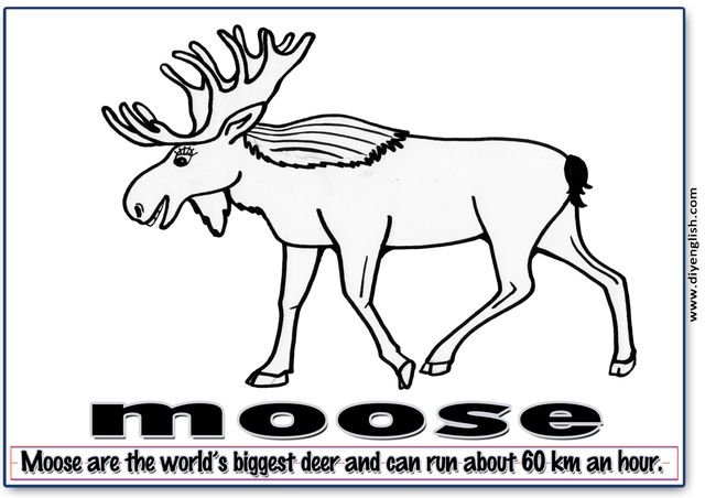 moose – Word & fun-fact sentence flashcard
