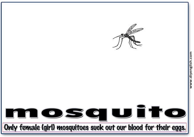 mosquito – Word & fun-fact sentence flashcard