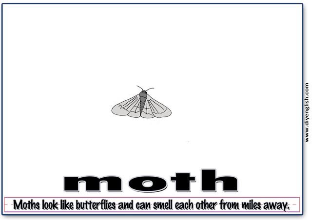 moth – Word & fun-fact sentence flashcard