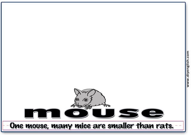 mouse – Word & fun-fact sentence flashcard