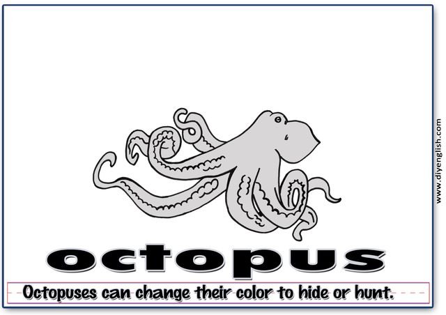 octopus – Word & fun-fact sentence flashcard