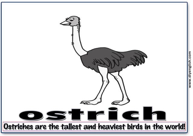ostrich – Word & fun-fact sentence flashcard