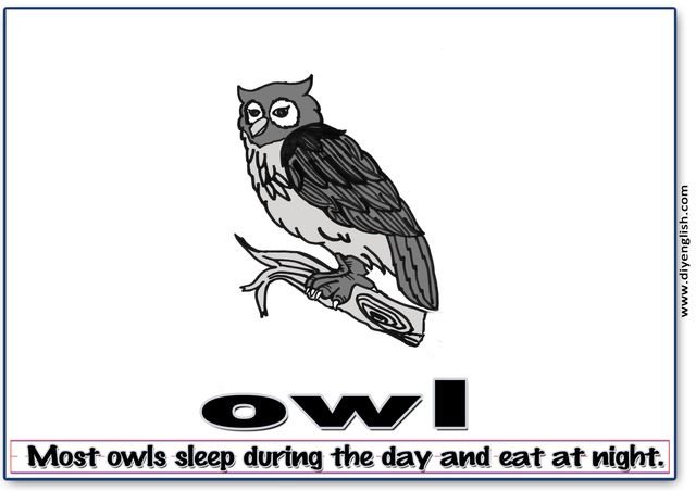 owl – Word & fun-fact sentence flashcard