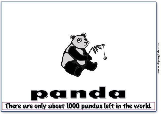 panda – Word & fun-fact sentence flashcard