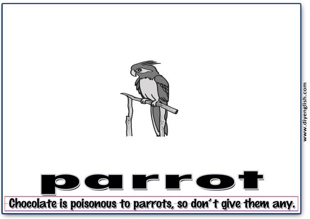 parrot – Word & fun-fact sentence flashcard