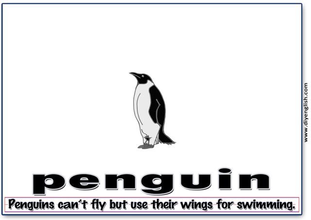 penguin – Word & fun-fact sentence flashcard