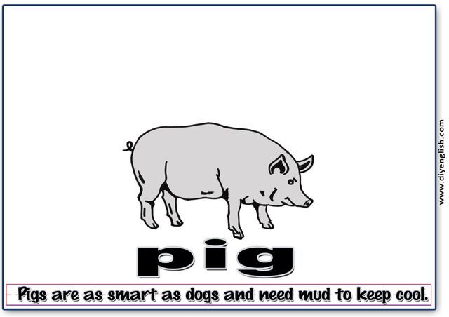 pig – Word & fun-fact sentence flashcard