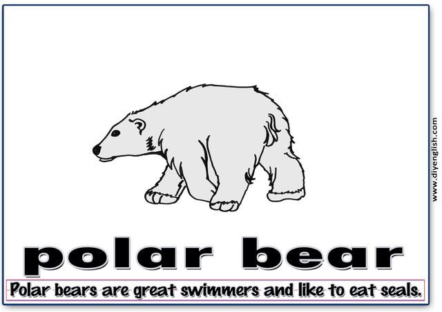 polar bear – Word & fun-fact sentence flashcard