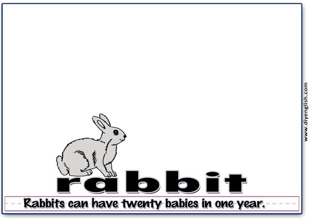 rabbit – Word & fun-fact sentence flashcard