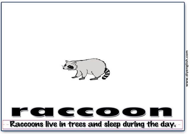 raccoon – Word & fun-fact sentence flashcard