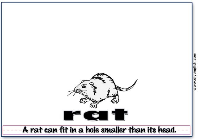 rat – Word & fun-fact sentence flashcard