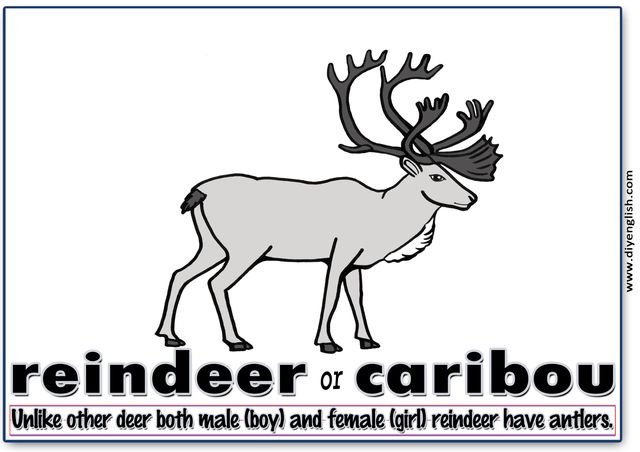 reindeer / caribou – Word & fun-fact sentence flashcard