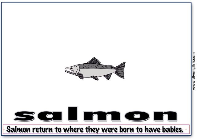 salmon – Word & fun-fact sentence flashcard