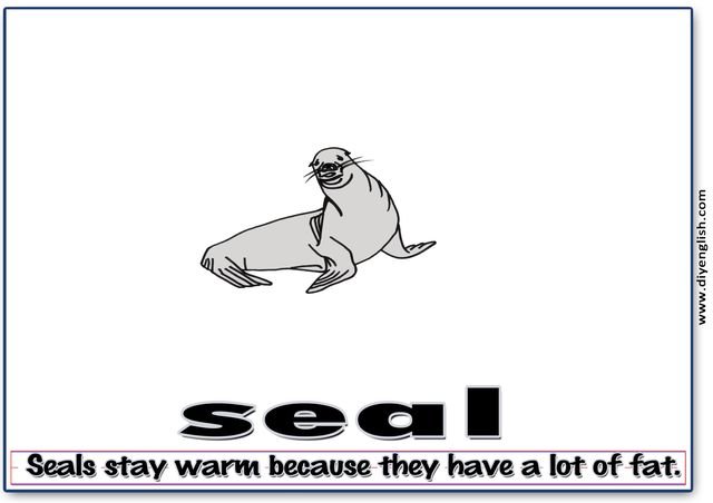 seal – Word & fun-fact sentence flashcard