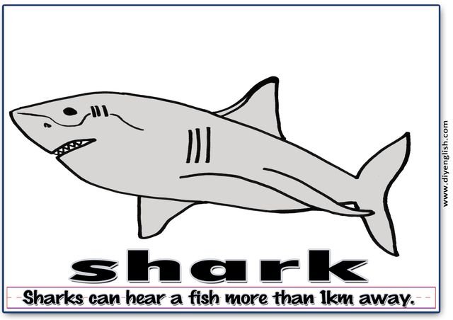 shark – Word & fun-fact sentence flashcard