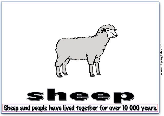 sheep – Word & fun-fact sentence flashcard