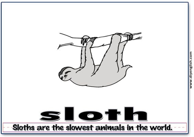 sloth – Word & fun-fact sentence flashcard
