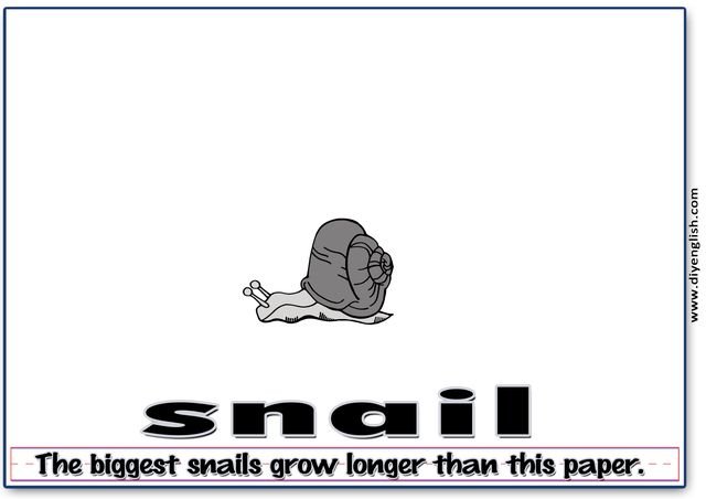 snail – Word & fun-fact sentence flashcard