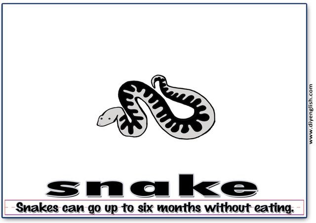 snake – Word & fun-fact sentence flashcard
