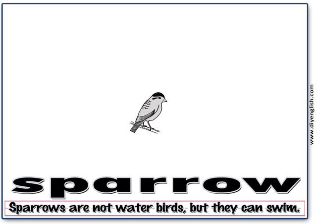 sparrow – Word & fun-fact sentence flashcard