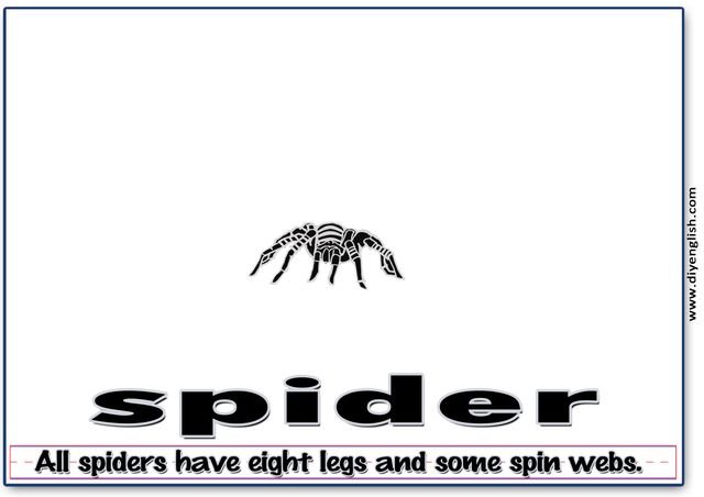 spider – Word & fun-fact sentence flashcard