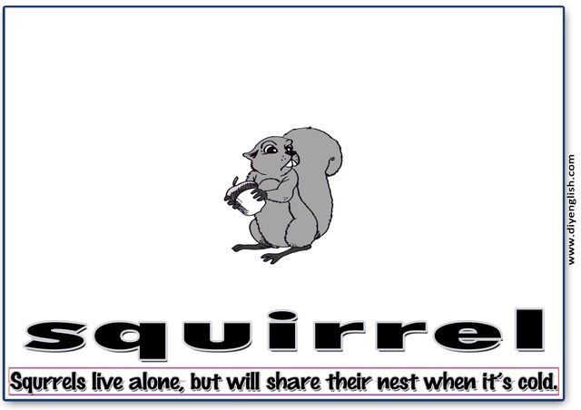 squirrel – Word & fun-fact sentence flashcard