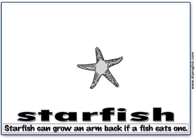 starfish – Word & fun-fact sentence flashcard