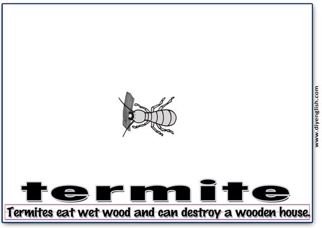 termite – Word & fun-fact sentence flashcard