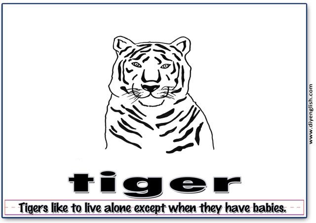 tiger – Word & fun-fact sentence flashcard