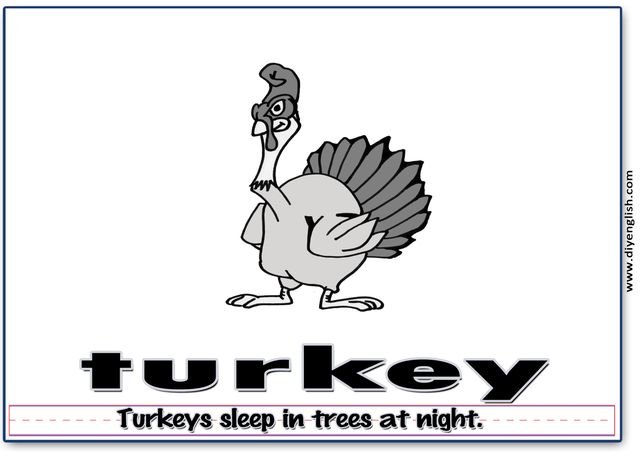 turkey – Word & fun-fact sentence flashcard