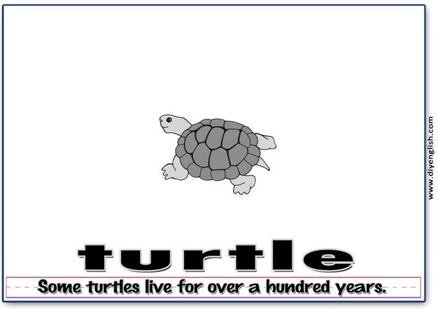 turtle – Word & fun-fact sentence flashcard