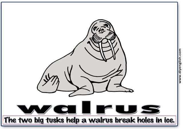 walrus – Word & fun-fact sentence flashcard