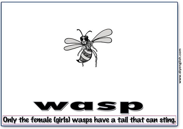 wasp – Word & fun-fact sentence flashcard