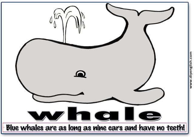 whale – Word & fun-fact sentence flashcard