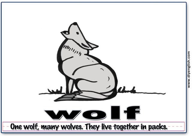 wolf – Word & fun-fact sentence flashcard