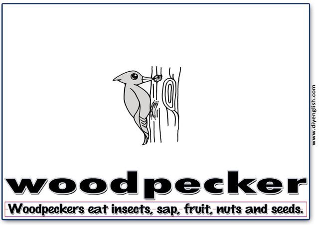 woodpecker – Word & fun-fact sentence flashcard