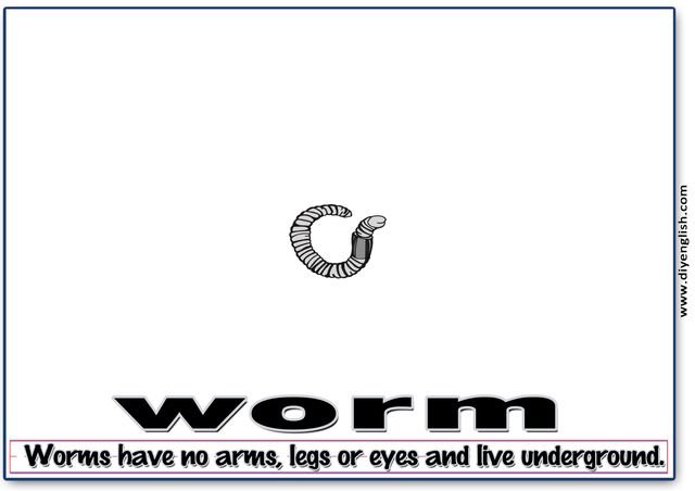 worm – Word & fun-fact sentence flashcard