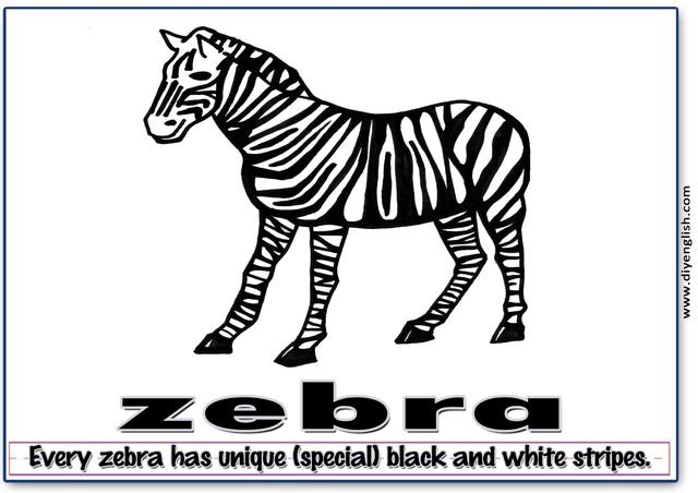 zebra – Word & fun-fact sentence flashcard