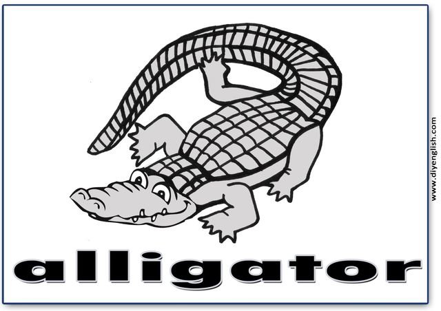 alligator – English word flashcard